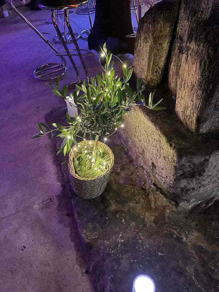 CEN PRODUCTION - décoration plante